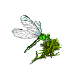 _the7thfire_com_images_dragonfly.gif