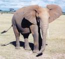 _theworldwidegourmet_com_travel_africa_kenya_images_amboseli-elephant.jpg