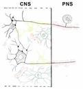 _sci_uidaho_edu_med532_images_Neurons_Neuroglia_neurons_glia_drawing1.jpg