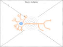 site_motifolio_com_images_Neuron-multipolar-7111117.png