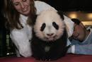 newsdesk_si_edu_images_full_images_museums_zoo_panda_cub_oct_panda_103105_1.jpg