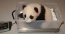 newsdesk_si_edu_images_full_images_museums_zoo_panda_cub_oct_panda_103105_2.jpg