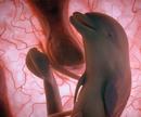freshbump_com_graphics_image_files_post_national-geographic-extraordinary-animals-in-the-womb.jpg