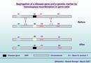 content_answers_com_main_content_wp_en_3_3b_Disease_gene_segregation.jpg
