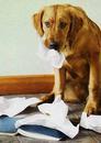 _puppy-training-solutions_com_image-files_puppy-separation-anxiety.jpg