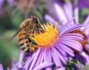 upload_wikimedia_org_wikipedia_commons_thumb_1_1d_European_honey_bee_extracts_nectar.jpg_280px-European_honey_bee_extracts_nectar.jpg