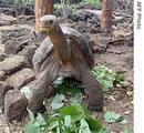 _voanews_com_english_images_afp_equador_galapagos_islands_tortoise_195_eng_01May07.jpg