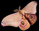 bp1_blogger_com__1HM_-KHZ5K4_Rv7o6eJIZXI_AAAAAAAABXw_NUb9x6laFnw_s400_751px-Emperor_Gum_Moth.jpg