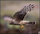 friendsoftheirishenvironment_net_cmsfiles_images_hen_harrier.jpg